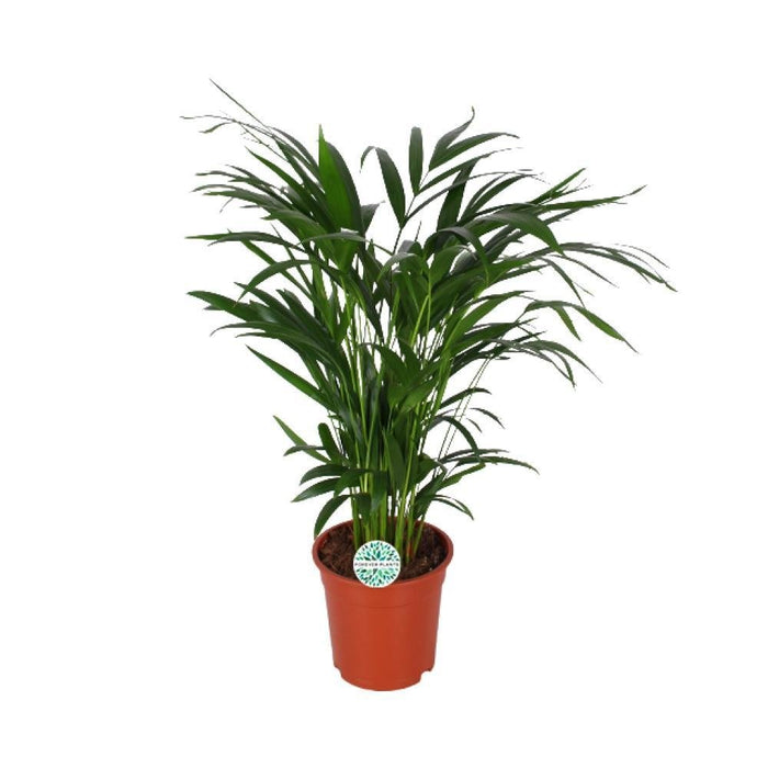 Areca Palme 'Dypsis Lutescens'