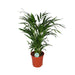 Areca Palme 'Dypsis Lutescens'