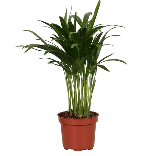 Areca Palme 'Dypsis'