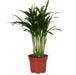 Areca Palme 'Dypsis'