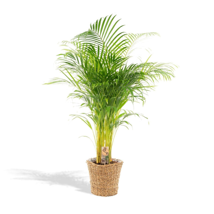 Areca Palmetræ Og Dets Naturlige Kurv H130Cm