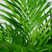 Areca Palm Xl H120Cm