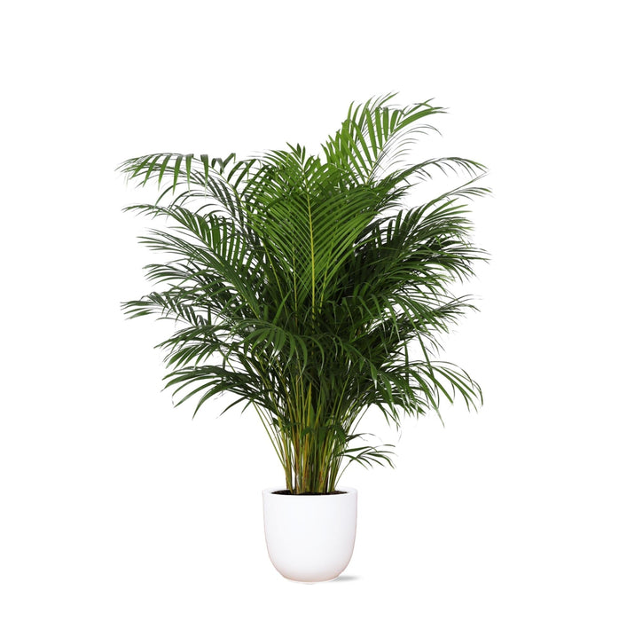 Areca Palmetræ Og Dets Potte