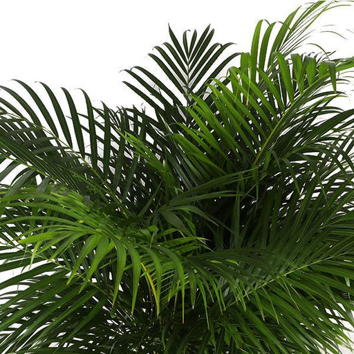 Areca Palmetræ Og Dets Potte