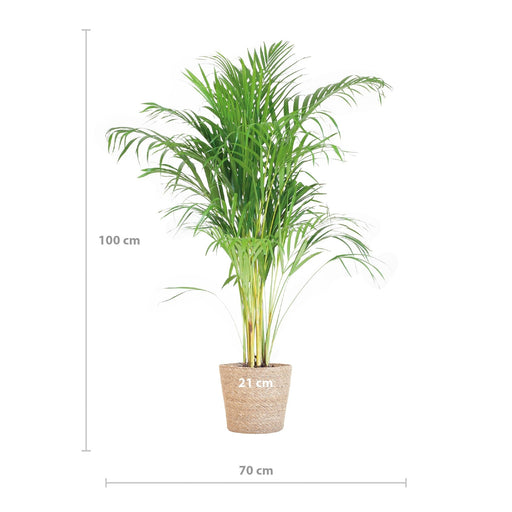Areca Palmetræ Og Dets Potte