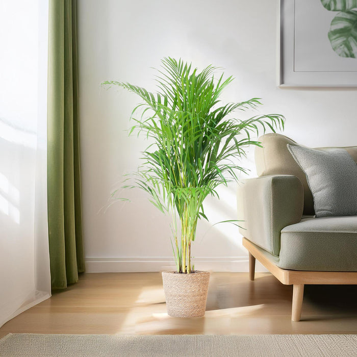 Areca Palmetræ Og Dets Potte