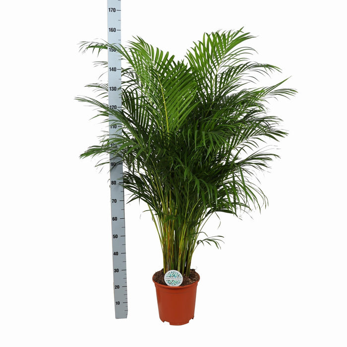 Areca Palmetræ Og Dets Potte