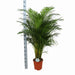 Areca Palmetræ Og Dets Potte