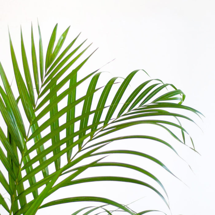 Areca Palmetræ Og Dets Potte