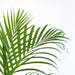 Areca Palmetræ Og Dets Potte