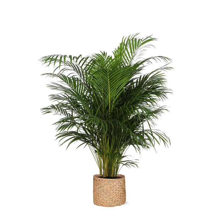 Areca Palmetræ Og Dets Potte