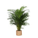 Areca Palmetræ Og Dets Potte