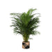 Areca Palmetræ Og Dets Potte