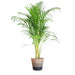 Areca Palmetræ Og Dets Potte
