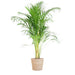 Areca Palmetræ Og Dets Potte