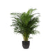 Areca Palmetræ Og Dets Potte