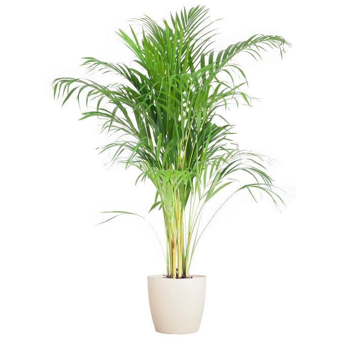 Areca Palmetræ Og Dets Potte