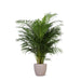 Areca Palmetræ Og Dets Potte