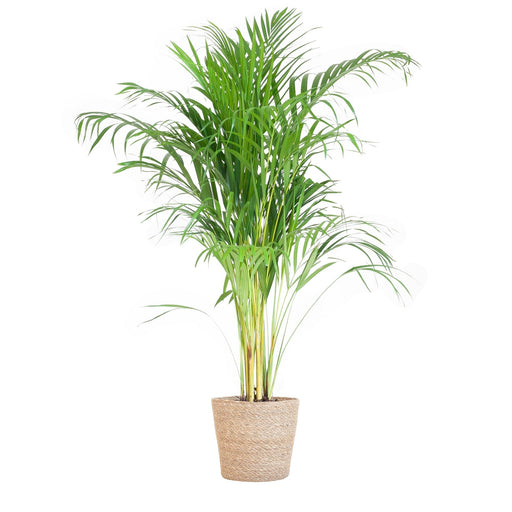 Areca Palmetræ Og Dets Potte