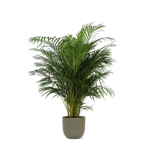 Areca Palmetræ Og Dets Potte