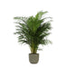 Areca Palmetræ Og Dets Potte