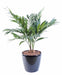 Kunstig Palme I Potte 65 Cm Indendørs Plante