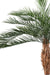 Kunstig Phoenix Palme 220Cm Til Udendørs