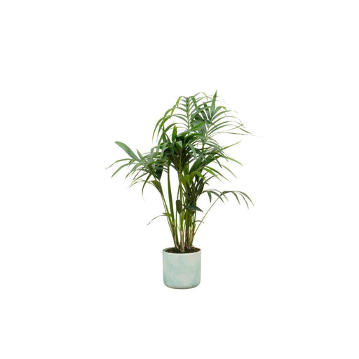 Kentia Palmetræ 130 Cm Og Dets Potte