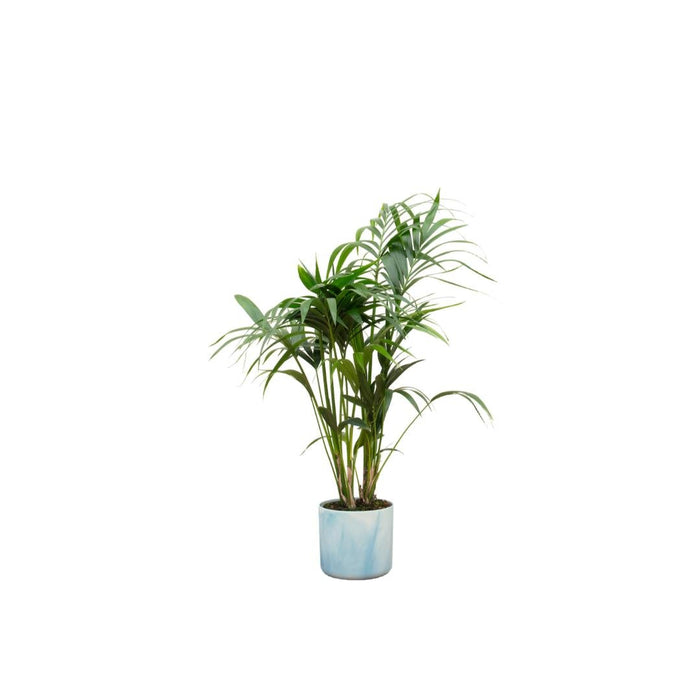 Kentia Palmetræ 130 Cm Og Dets Potte
