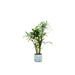 Kentia Palmetræ 130 Cm Og Dets Potte
