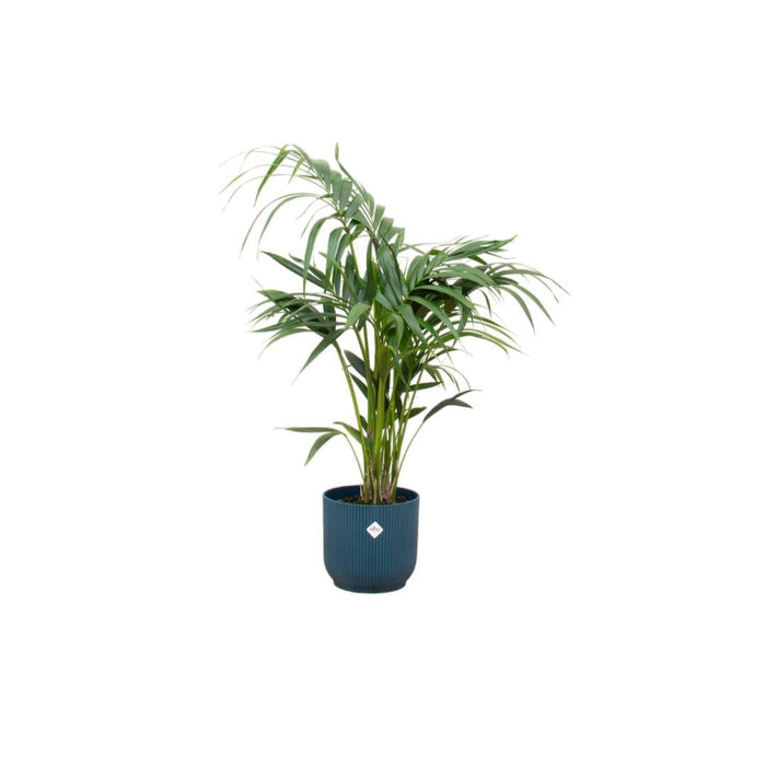 Kentia Palmetræ 130 Cm Og Dets Potte