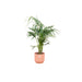 Kentia Palmetræ 130 Cm Og Dets Potte