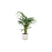 Kentia Palmetræ 130 Cm Og Dets Potte