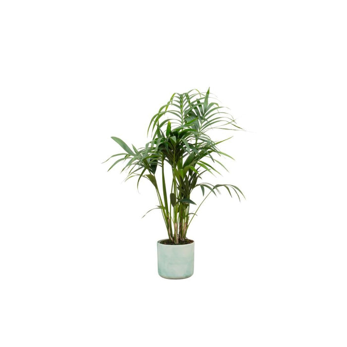 Kentia Palmetræ 130 Cm Og Dets Potte