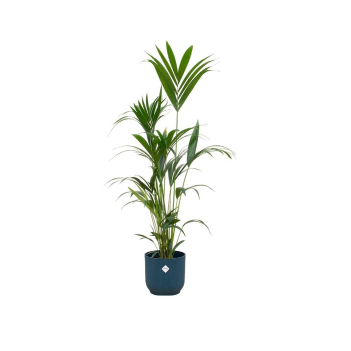 Kentia Palmetræ 160 Cm Og Dets Potte