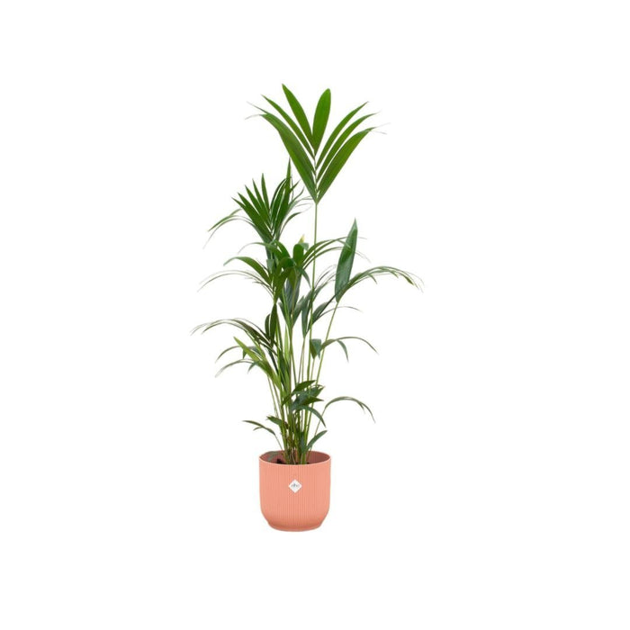 Kentia Palmetræ 160 Cm Og Dets Potte