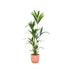 Kentia Palmetræ 160 Cm Og Dets Potte
