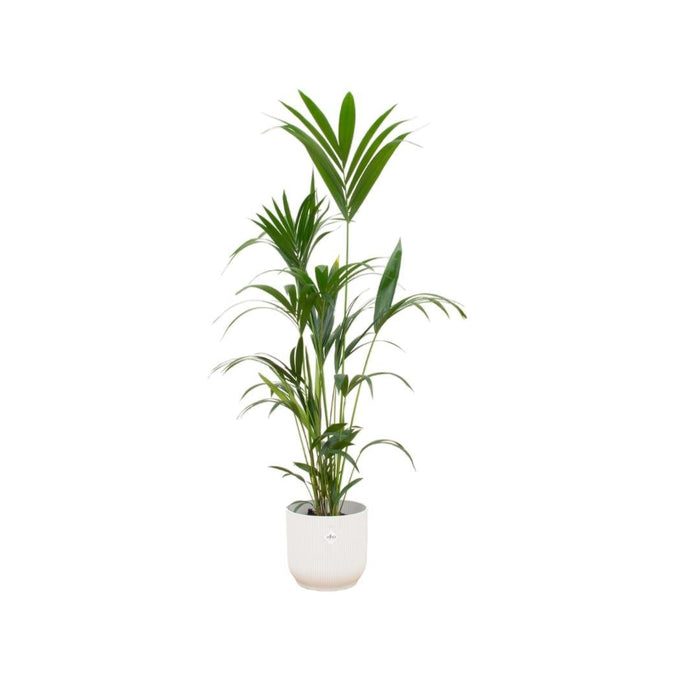 Kentia Palmetræ 160 Cm Og Dets Potte