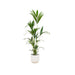 Kentia Palmetræ 160 Cm Og Dets Potte