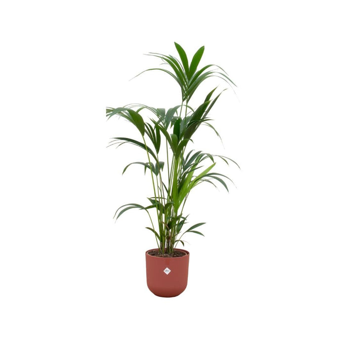 Kentia Palmetræ 160 Cm Og Dets Potte