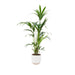 Kentia Palmetræ 160 Cm Og Dets Potte