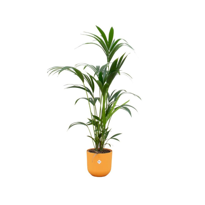 Kentia Palmetræ 160 Cm Og Dets Potte