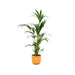 Kentia Palmetræ 160 Cm Og Dets Potte