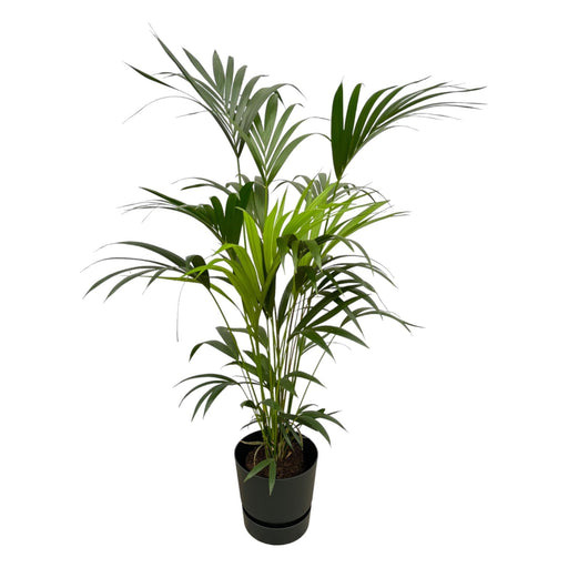 Kentia Palmetræ 160 Cm Og Dets Potte