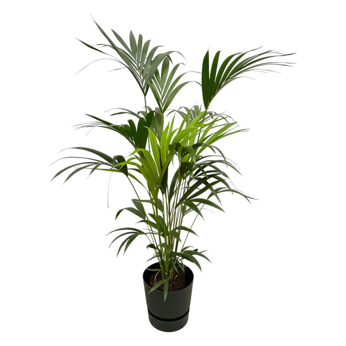 Kentia Palmetræ 160 Cm Og Dets Potte