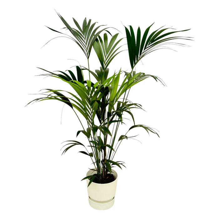 Kentia Palmetræ 160 Cm Og Dets Potte