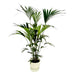Kentia Palmetræ 160 Cm Og Dets Potte