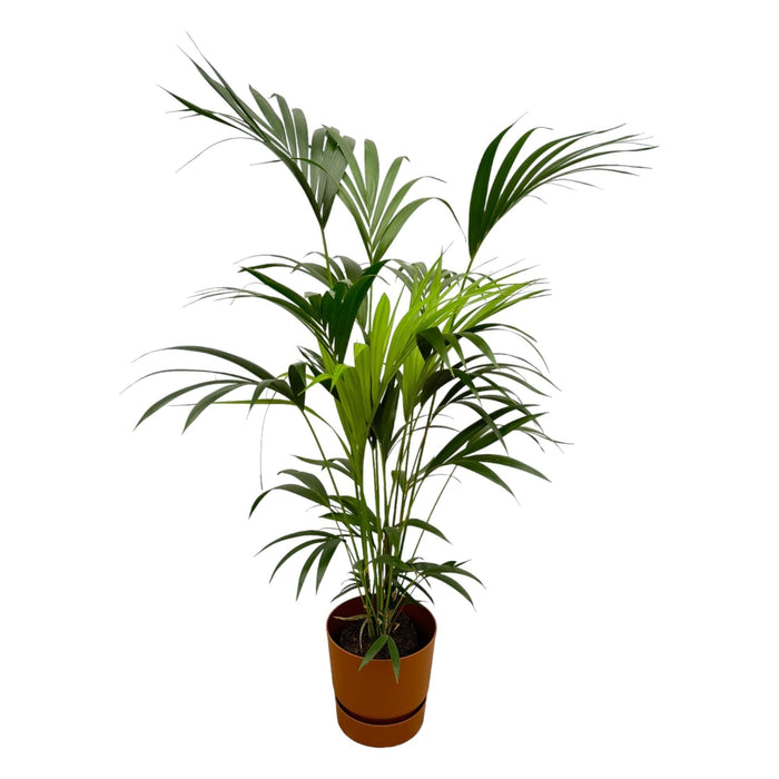 Kentia Palmetræ 160 Cm Og Dets Potte