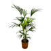 Kentia Palmetræ 160 Cm Og Dets Potte