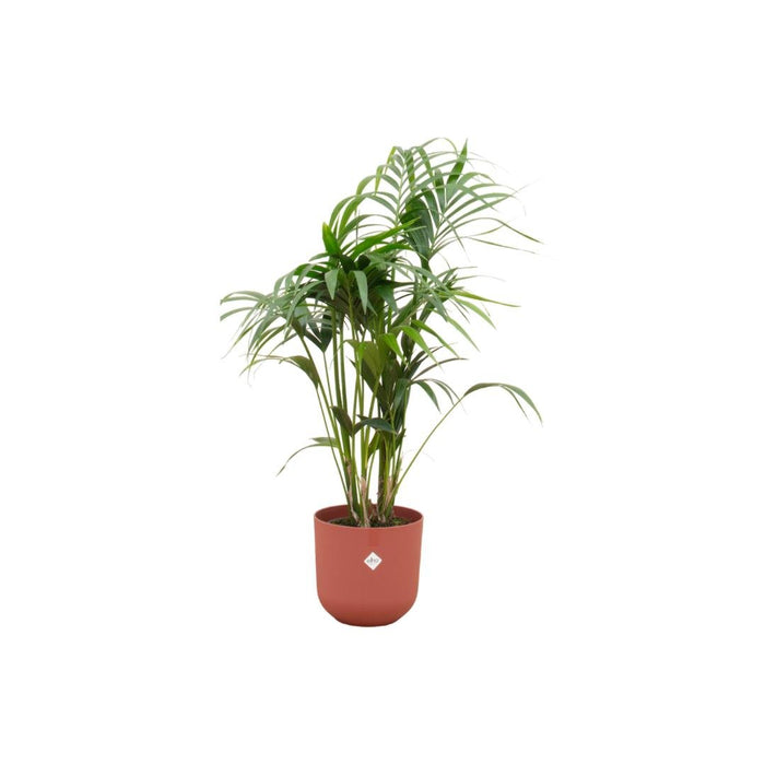 Kentia Palmetræ 160 Cm Og Dets Potte